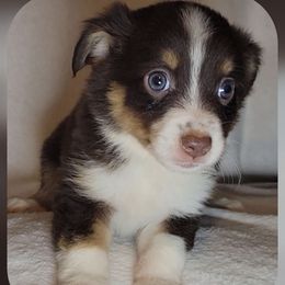 Harmione - Red tri female Miniature Australian Shepherd puppy in Sunbury, Pennsylvania from Elemental Mini Aussies