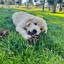 Tot - Golden male Golden Retriever puppy in Peyton, Colorado from Jana Belanger