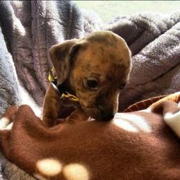 Yellow - Dapple female Dachshund puppy in Colony, Kansas from Randal'sDachshunds