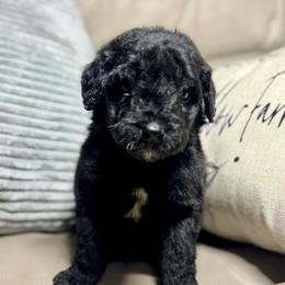 King - Black and white male Aussiedoodle puppy in Lake City, Florida from Dream Hollow Farm