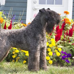 Electra - Kerry Blue Terrier