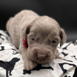 Ranger - male Long Haired Weimaraner puppy in Evart, Michigan from Drehbar Weimaraners