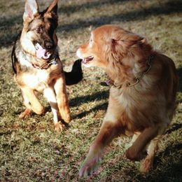German Shepherd and Golden Retriever Puppies from Vom Bethel