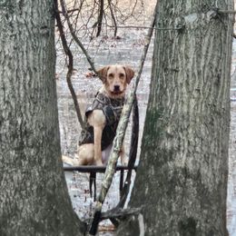 Labrador Retrievers from Guns Up Dog Training