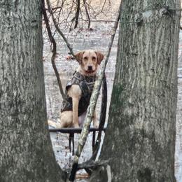 Labrador Retrievers from Guns Up Dog Training