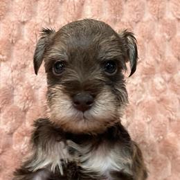 Boy- 2-liver bear - Salt and pepper male Miniature Schnauzer puppy in Lehigh Acres, Florida from Regency Schnauzer