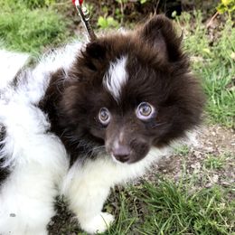 Maltese, Pomeranians, and Shih Tzus from Johnny's Pets