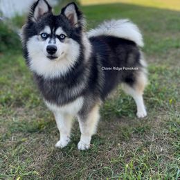 Viking - Pomsky