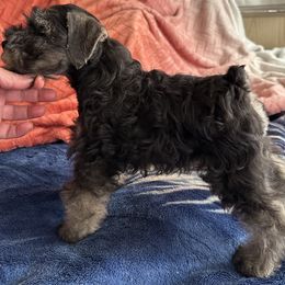 Boy 2 - Salt and pepper male Miniature Schnauzer puppy in San Jose Area, California from Gargola's Miniature Schnauzers