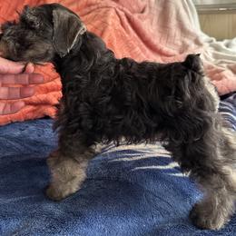 Boy 2 - Salt and pepper male Miniature Schnauzer puppy in San Jose Area, California from Gargola's Miniature Schnauzers