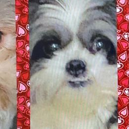 Shih Tzus from Sherry’s Shih Zoo