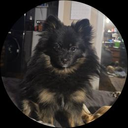 Pomsky All Grown Up from Amazing High Desert Pomskys