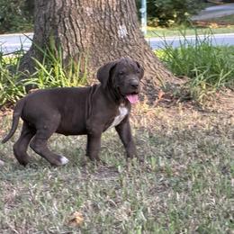 Mocha - Chocolate male Great Dane puppy in Montgomery, Texas from KD Sweet Southern Danes