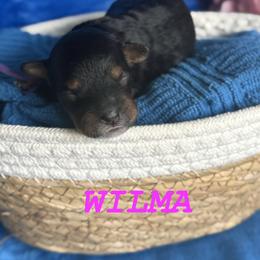 Wilma - Tri-color female Cavapoo puppy in Sun City, Arizona from AZ Cavapoos