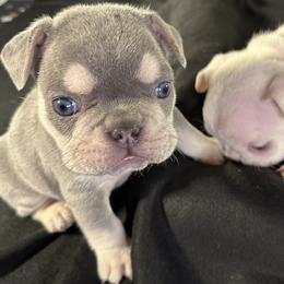 French Bulldog Puppies from Lilac City Frenchies
