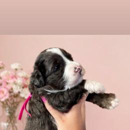 Bella - Merle female Bernedoodle puppy in Burley, Idaho from Amy's Bernedoodles