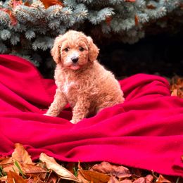 Honey - Apricot female Goldendoodle puppy in Urbana, Illinois from ZaraDoodles