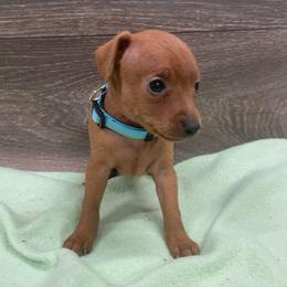 Dash - Red male Miniature Pinscher puppy in Lancaster, Missouri from White Stone Ranch