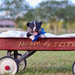 Boy 1 Blue - Black and tan male Pembroke Welsh Corgi puppy in Ville Platte, Louisiana from Flat town corgis