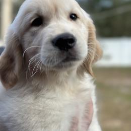 Boy 4 - Golden Retriever puppy in Ocala, Florida from Rosebud Goldens