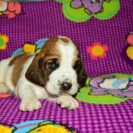 Basset Hound and Bloodhound Puppies from Out Law Hounds Den