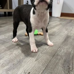 Boston Terrier Puppies from Dixe Hill Dogs