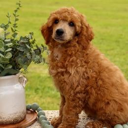 Oliver - Red  male Poodle puppy in Utica, Ohio from Crystal Rose Canines