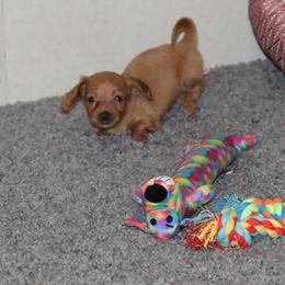 Dachshund and Pug Puppies from Wiggle'n V Ranch