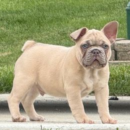 Beau - Blue fawn male French Bulldog puppy in Claycomo, Missouri from Clay Acres Frenchies