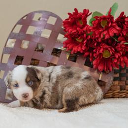 Brisket - Red merle female Miniature Australian Shepherd puppy in Buna, Texas from R & C Kennels