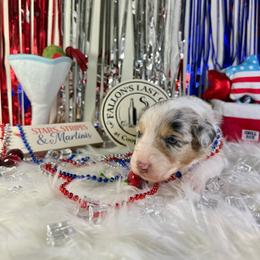 Mojito - Blue merle female Australian Shepherd puppy in Fredericksburg, Virginia from Cooper Ridge Aussies