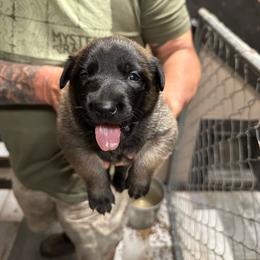 Girl 1 - Mahogany female Belgian Malinois puppy in China Spring, Virginia from Childress Creek Kennels