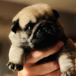 Barney - Fawn male Pug puppy in Saint Pauls, North Carolina from Copperfield’s Goldens