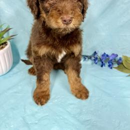 Max - Red male Miniature Australian Shepherd puppy in Marshall, Arkansas from Buffalo River Puppies