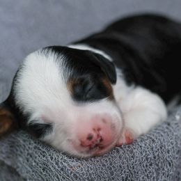 Claus - Black tri-color male Aussiedoodle puppy in Casa, Arkansas from Blue Diamond Puppies