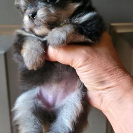 Black n tan pup 5 - Black and tan female Pomeranian puppy in Carrollton, Georgia from B AND R'S POMERANIAN'S