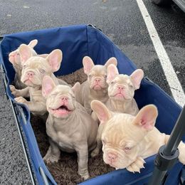 French Bulldogs from Notorious Frenchies