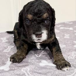 Rocky - Sable and white male Cockapoo puppy in Liberty, Kentucky from Kentucky Cockapoos