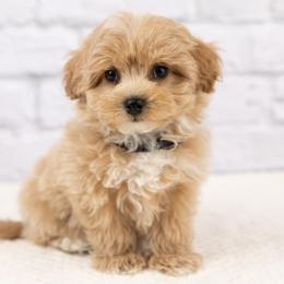 Oliver - Apricot male Maltipoo puppy in Salt Lake City, Utah from Marlene's Doodles