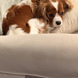 Cavalier King Charles Spaniel Puppies from Countryside Royalty Cavaliers