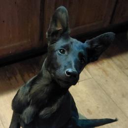 Mave Mouwer - Black female Belgian Malinois puppy in Elizabethton, Tennessee from Forever Family K9