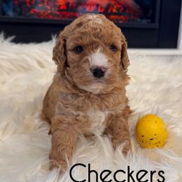 Checkers - Red  male Goldendoodle puppy in Nortonville, Kentucky from Deb’s KY Doodles