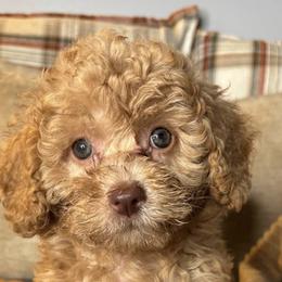 Poodles and Shih Tzus from PureBreedsKC