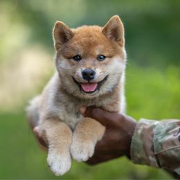 Boy 4 - Red male Shiba Inu puppy in Hephzibah, Georgia from Evenfalls Shiba Inu