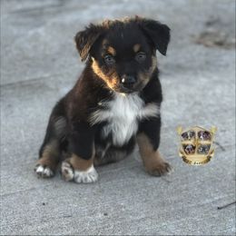 Reaper - Black tri-color male Australian Shepherd puppy in El Dorado Springs, Missouri from HP Aussie Kennels