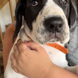 Great Dane Puppies from Blackmon Family Danes