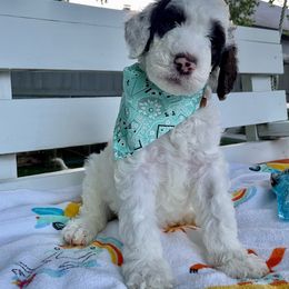 Sheepadoodle Puppies from Pawsome Doodle Haven