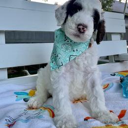 Sheepadoodle Puppies from Pawsome Doodle Haven