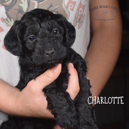 Charlotte - Black female Schnoodle puppy in Sedalia, Missouri from Farmer Brown's Puppies