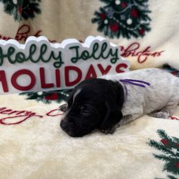 Purple - Black roan female German Shorthaired Pointer puppy in Huntington, Texas from B&B GSP’S